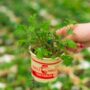 Kale – Red Russian – 4″ Pot